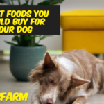 4 best Foods You should Buy for Your Dog