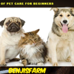 Best Tips Of Pet Care For Beginners